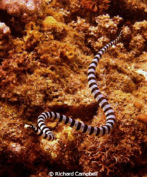 seasnake--sealife DC1000... by Richard Campbell 
